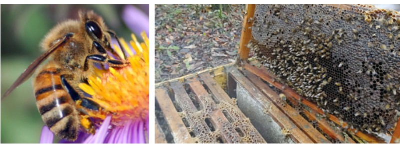 �u���W���Y�v���|���X�̓`���t�y�u���W���v���|���X�{�X�z���T�C�g